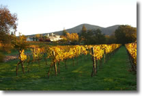 Little Creek Vineyard