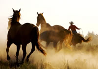 The President signed into law the Native American $1 Coin Act, which will result in new designs for the Sacagawea Dollars in 2009. So, you'll have to hold your horses!