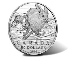 Canadian 2016 $50 Hare Silver Coin for $50