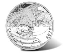 Canadian 2016 Otter Wildlife Reflections Silver Proof Coin