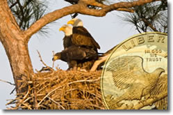 Bald eagles nesting with coin