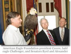 American-Eagle-Photo-by-AEF.jpg