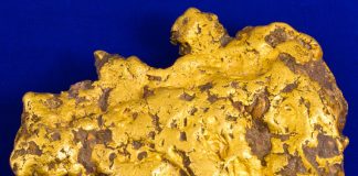 Gold Nugget Weighing 100 Ounces in Long Beach Coin Expo Holabird and Kagin 100-Ounce Gold Nugget