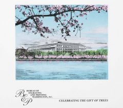 Cherry Blossom Engraved Print