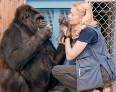 koko_gorilla