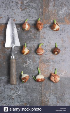 tulipa-fancy-frills-sprouting-tulip-bulbs-ready-for-planting-winter-uk-REPFHH