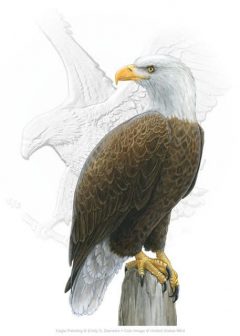 Emily Damstra's eagle artwork