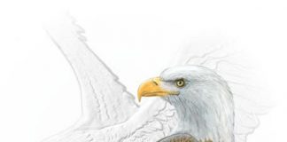 Emily Damstra to Donate Hand-Signed Artwork Emily Damstra's eagle artwork