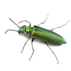 Spanish-fly-1000×1000