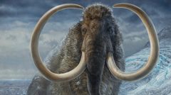 Wooly Mammoth