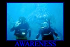 2853 - awareness divers screwed shark.jpg