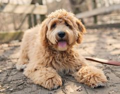 60a804e22b6347d109d2a7e2_Labradoodle-facts-are-filled-with-fun.jpg