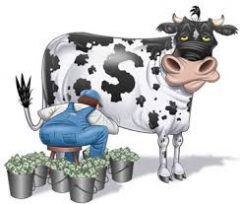 Cash Cow.jpg