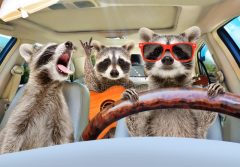 three-funny-raccoon-guitar-ride-car-152313067.jpg