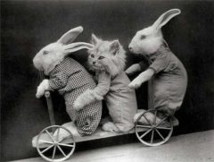 vintage-easter-bunny-cat.jpg