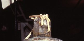 Fabled Sunken Treasure Ship’s Bell Donated to US Naval Academy SS Central America bell