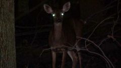 deer teaser 2