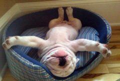 Sleeping-Dog-Blog.jpg