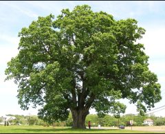 Screenshot_20250125-212953_DuckDuckGo