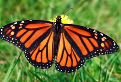 Monarch_Butterflies