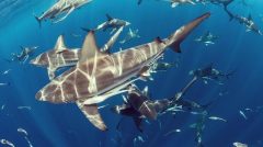 ZSL_Sharks-Copy