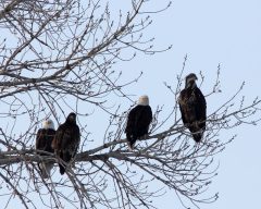 Bald-Eagle-Shirley-Rae-Dr_3174s