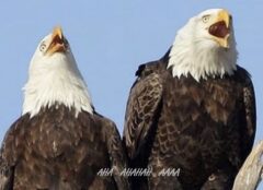 EAGLES-LAUGHING